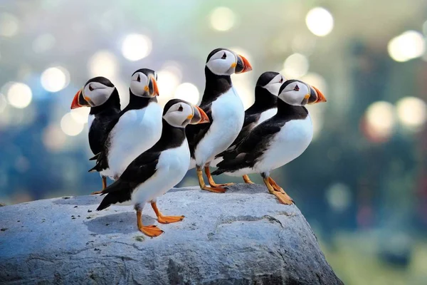 Puffin Atlántico Las Islas Farne Imagen De Stock