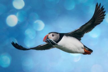 Atlantik Puffins Farne Adaları