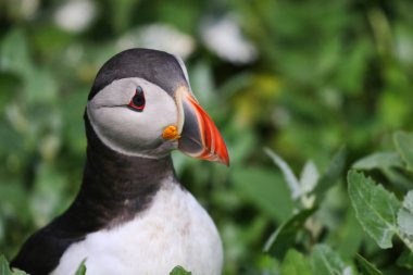 Atlantik Puffins Farne Adaları