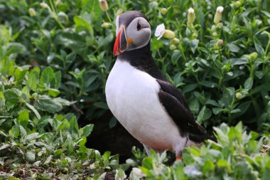 Atlantik Puffins Farne Adaları