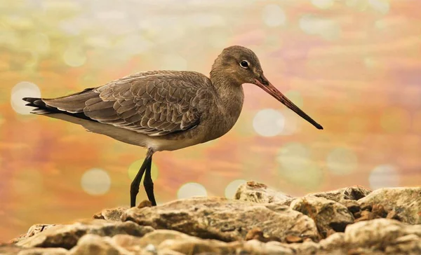 Чорний Білохвоста Godwit Mere Мартін Wwt — стокове фото