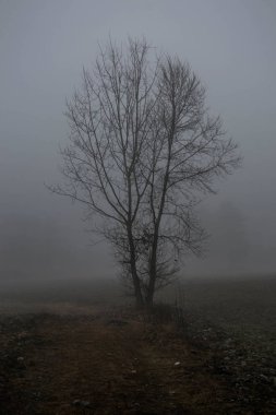 Campo con albero e nebbia