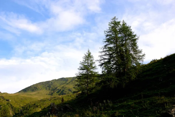 paesaggio montano con abeti