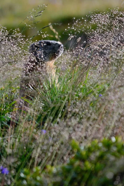 marmotta che guarda fuori dalla tana