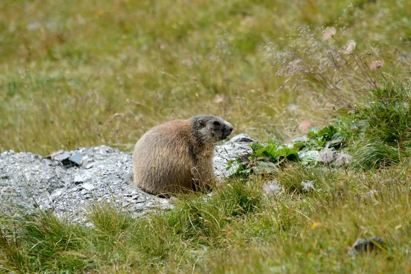 Marmotta che controlla la tana