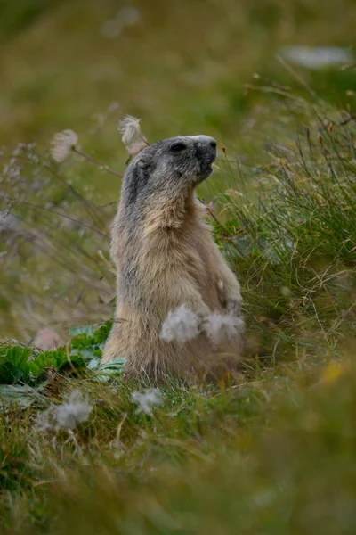 Marmotta che controlla la tana