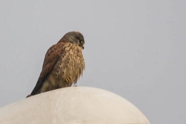 falco appollaiato che aspetta la sua preda