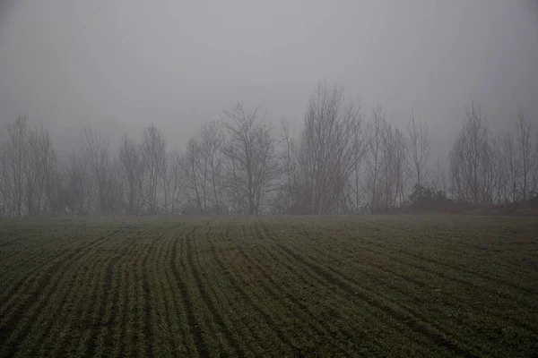 Campo con alberi e nebbia — Fotografia de Stock