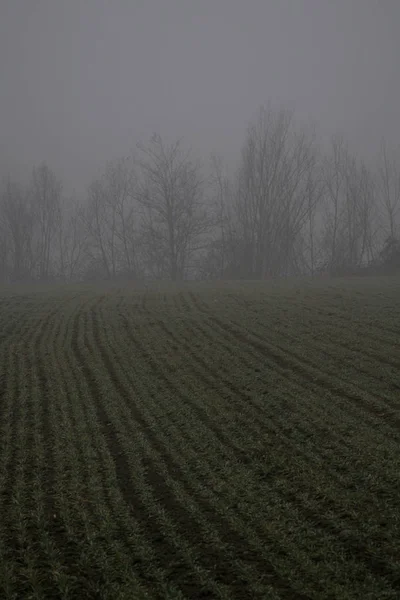 Campo con alberi e nebbia — Fotografia de Stock