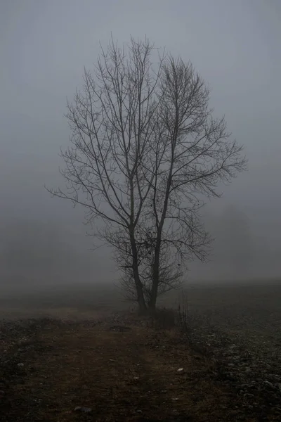 Campo con albero e nebbia — Fotografia de Stock