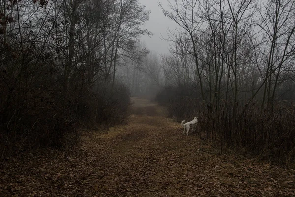 Viale con nebbia e cane — Fotografia de Stock