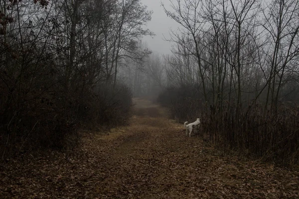 viale con nebbia e cane
