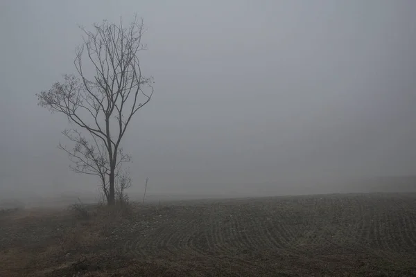 Campo con albero e nebbia — Fotografia de Stock