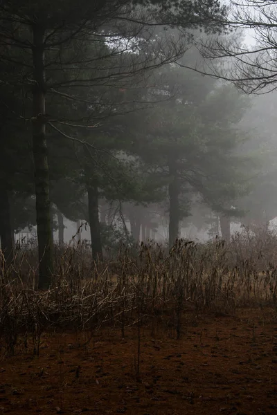 Foresta con nebbia — Fotografia de Stock
