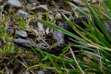 Vipera in natura selvaggia in montagna