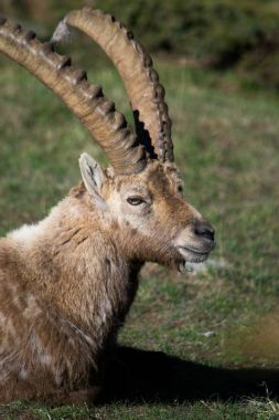 Dağ Alp dağ keçisi