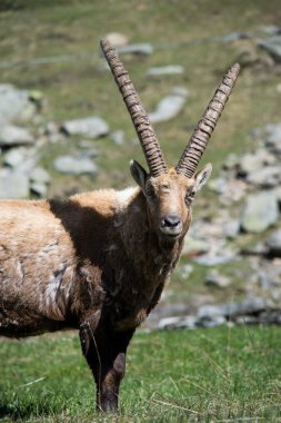 Dağ Alp dağ keçisi