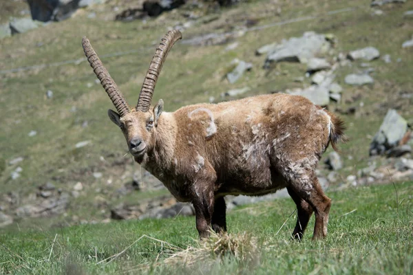 Dağ Alp dağ keçisi