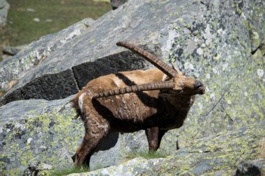 Dağ Alp dağ keçisi