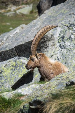 Dağ Alp dağ keçisi