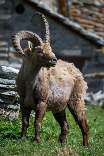 Dağ Alp dağ keçisi