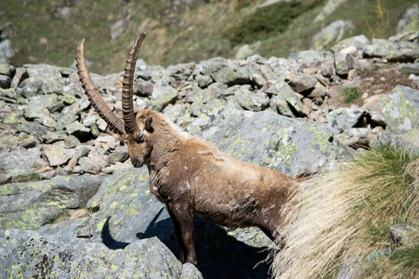 Dağ Alp dağ keçisi