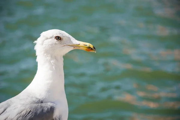 gabbiano reale guarda verso il mare