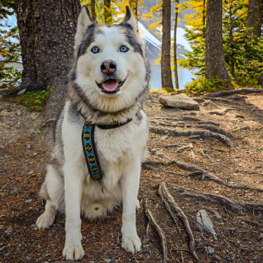 Uzun bir yürüyüş üzerinde Husky köpek