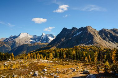 Jumbo Pass British Columbia Kanada'da Karaçam ile sonbahar
