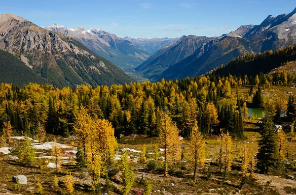 Jumbo Pass Βρετανική Κολομβία και Καναδάς φθινόπωρο με λάρυκος (αγριοπεύκης) — Φωτογραφία Αρχείου