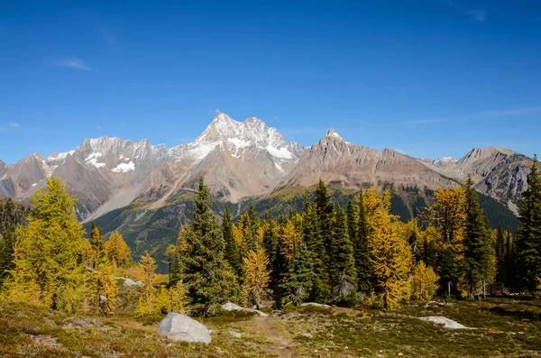 Jumbo Pass Британської Колумбії Канади у падінні з модрини — стокове фото