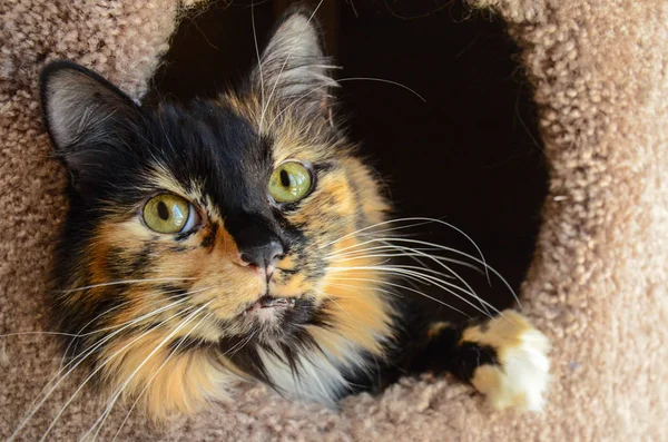 Calico Cat in a cat house cat scratcher