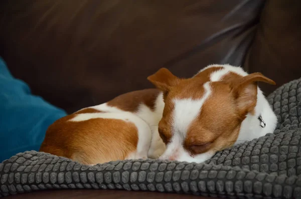 Jack Russel Terrier hond vaststelling van slapen — Stockfoto