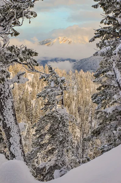 Montanha nublada através das árvores Inverno — Fotografia de Stock