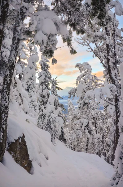 Coucher de soleil à travers les arbres enneigés en hiver — Photo