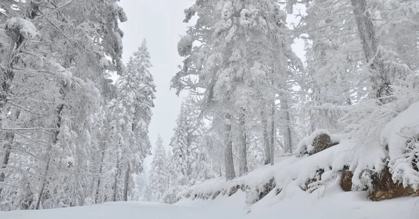 白雪覆盖的森林冬天 — 图库照片