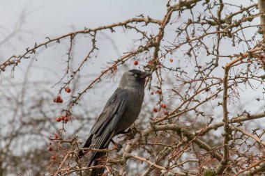 Galka (Coloeus monedula)