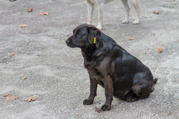 公園内の悲しい犬 — ストック写真
