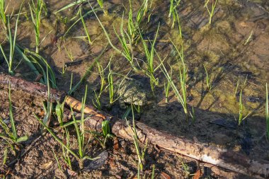 Rezervuar ve alan shelterbelts