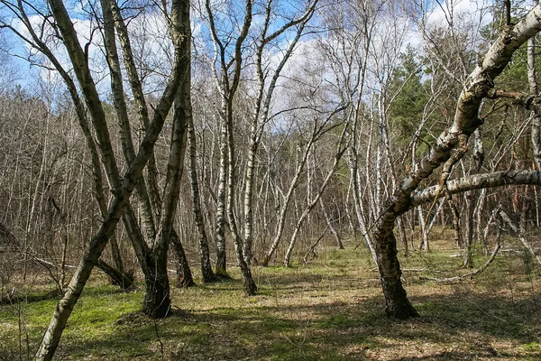 Debrowski el bosque cerca del pueblo de Pokrovka — Foto de Stock