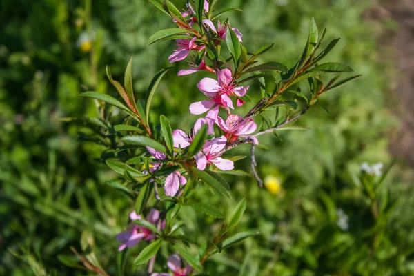 Fiore selvatico rosa — Foto Stock