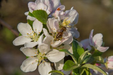 Bir elma tozlaşmayı arı