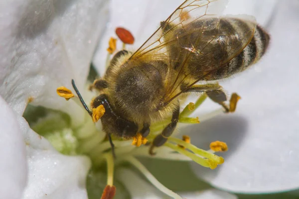 Včela opyluje jabloní — Stock fotografie
