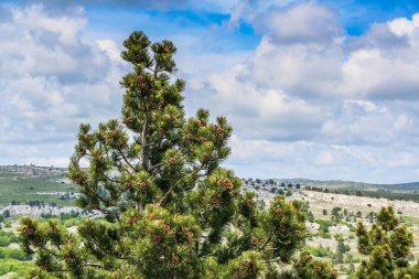Ai-Petri koniler ile çam
