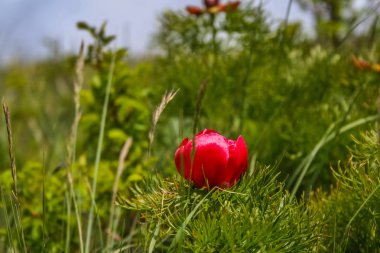 Şakayık yapraklı veya ince yapraklı şakayık