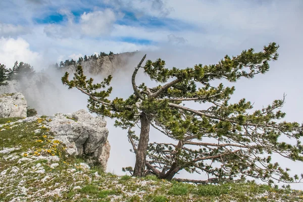 stock image The top of the mountain Ai-Petri