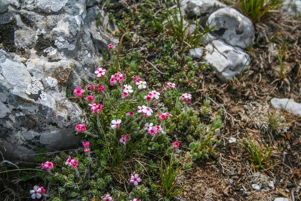Flor da montanha Crimeia Androsace — Fotografia de Stock