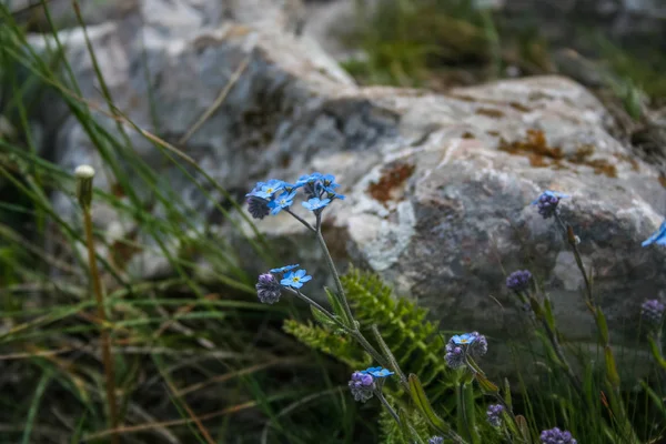 Fiore alpino non dimenticarmi — Foto Stock