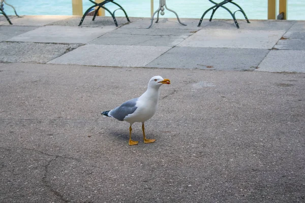 Der Vogel ist ein Kormoran am Wasser — Stockfoto