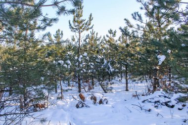 Kış karla kaplı orman